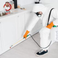 Read more about the article شركة مكافحة حشرات بالرياض