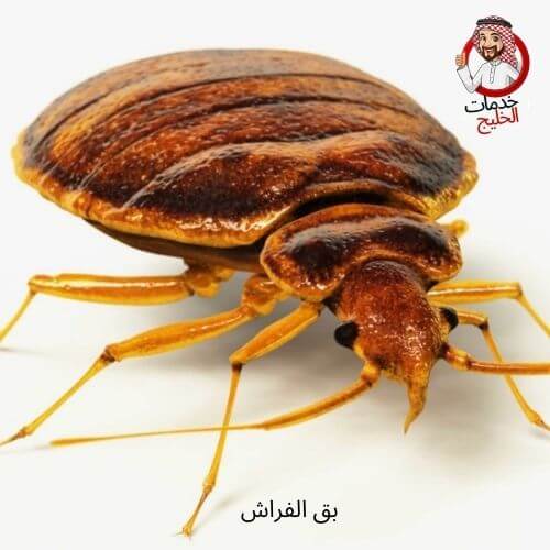 مكافحة بق الفراش بجدة