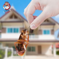 Read more about the article شركة مكافحة حشرات بجدة