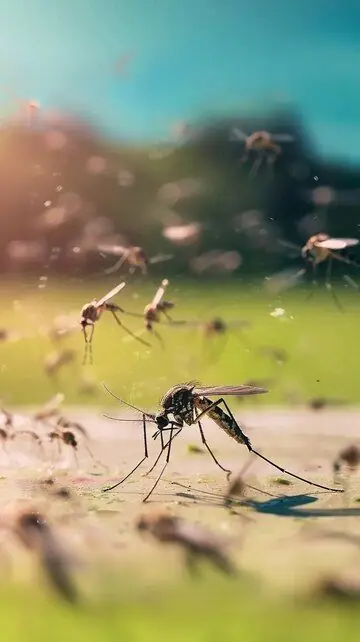 بعوض قرب سطح مبلل، خدمة مكافحة البعوض والناموس في مكة